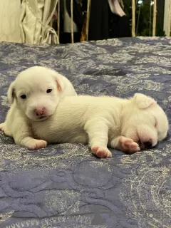 Photos supplémentaires: Les merveilleux chiots Jack Russell Terrier recherchent une maison et des