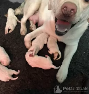 Photos supplémentaires: Superbes chiots labrador blanc