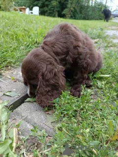 Photo №1. cocker spaniel anglais - à vendre en ville de Bielsko-Biała | 750€ | Annonce №110471