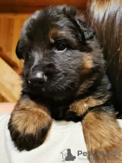 Photos supplémentaires: Chiots d'élite berger allemand à poil long