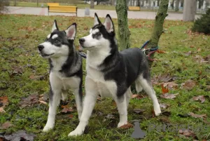 Photos supplémentaires: 2 filles husky à vendre