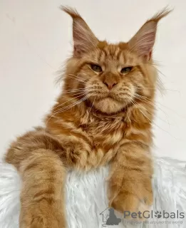 Photo №1. maine coon - à vendre en ville de Berlin | 300€ | Annonce № 103701