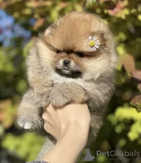 Photo №2 de l'annonce № 28509 de la vente chien bâtard - acheter à République Tchèque éleveur