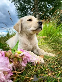 Photo №2 de l'annonce № 16302 de la vente labrador retriever - acheter à Biélorussie annonce privée, éleveur