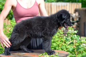 Photos supplémentaires: Chiots berger allemand à poil long, noirs et shabrack, 33 jours, FCI