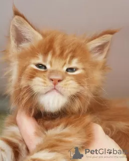 Photo №1. maine coon - à vendre en ville de Berlin | 500€ | Annonce № 103998