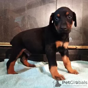 Photo №1. dobermann - à vendre en ville de Vilnius | négocié | Annonce №91617