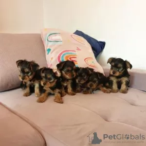 Photo №1. yorkshire terrier - à vendre en ville de Regensburg | 100€ | Annonce №129400