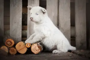 Photos supplémentaires: Un chiot du husky Yakut attend les pères et les mères les plus attentionnés. Le