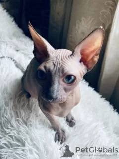 Photo №1. sphynx - à vendre en ville de Abu Dhabi | 420€ | Annonce № 10893