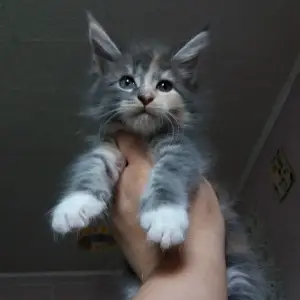 Photo №4. Je vais vendre maine coon en ville de Blagoveshchensk. de la fourrière - prix - Négocié