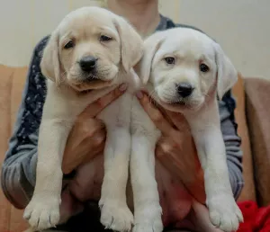 Photos supplémentaires: CHIOTS DE HAUTE RACE DE LABRADOR-RETRIVER DE CHAMPIONS