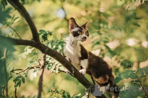 Photo №2 de l'annonce № 20679 de la vente devon rex - acheter à Fédération de Russie de la fourrière, éleveur