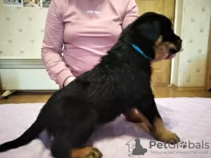 Photo №2 de l'annonce № 10251 de la vente rottweiler - acheter à Ukraine annonce privée