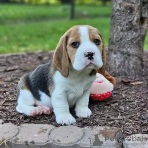 Photo №1. beagle - à vendre en ville de Bremen | 531€ | Annonce №128330