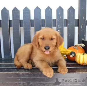 Photo №1. golden retriever - à vendre en ville de Ins | 200€ | Annonce №129270