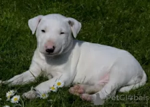 Photo №1. bull terrier - à vendre en ville de Коккола | 379€ | Annonce №56448