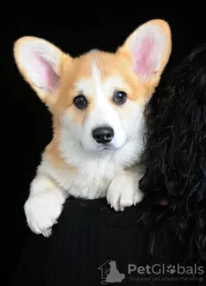 Photo №2 de l'annonce № 92840 de la vente welsh corgi - acheter à Ukraine éleveur