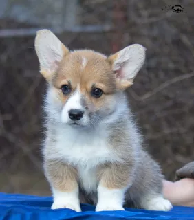 Photo №1. welsh corgi - à vendre en ville de Smolensk | Négocié | Annonce №5627