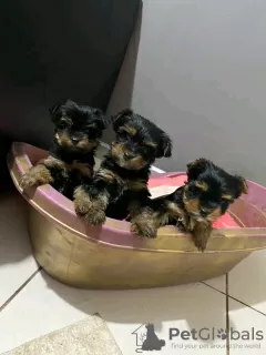 Photo №1. yorkshire terrier - à vendre en ville de Kloten | 400€ | Annonce №13358