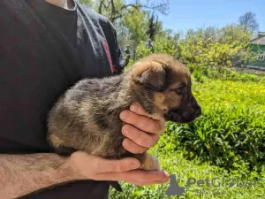 Photos supplémentaires: Magnifiques chiots Pékinois