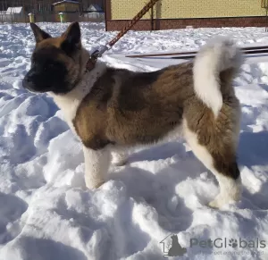 Photos supplémentaires: Chiots Akita américains