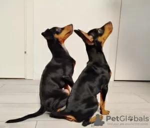 Photo №1. pinscher miniature - à vendre en ville de Tallinn | 800€ | Annonce №121604