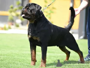 Photos supplémentaires: Chiots Rottweiler, portée supérieure