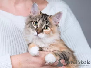 Photos supplémentaires: Chat affectueux drôle Goldie.