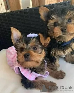 Photo №1. yorkshire terrier - à vendre en ville de Berlin | 227€ | Annonce №42917