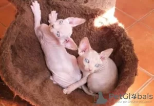 Photo №1. sphynx - à vendre en ville de Bottrop | 500€ | Annonce № 130308