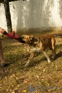 Photos supplémentaires: Le sympathique chien de compagnie Tengri est à la recherche d'un foyer !