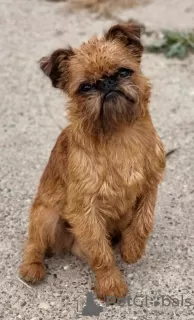 Photos supplémentaires: Chiots Griffons à vendre