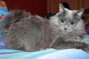 Photo №4. Je vais vendre nebelung en ville de Novokuznetsk. éleveur - prix - 143€