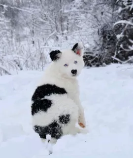 Photo №3. Chiot husky Yakut. Ukraine