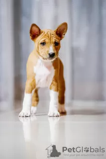 Photo №4. Je vais vendre basenji en ville de Bielsko-Biała. éleveur - prix - 1500€