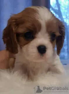 Photo №1. cavalier king charles spaniel - à vendre en ville de Daugavpils | 1200€ | Annonce №97025