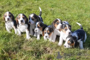 Photo №1. beagle - à vendre en ville de Bielefeld | négocié | Annonce №51140