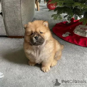 Photo №1. chow-chow - à vendre en ville de Berlin | Gratuit | Annonce №125082