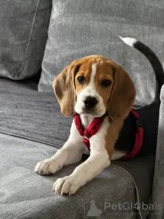 Photo №1. beagle - à vendre en ville de Cracovie | 239€ | Annonce №123066