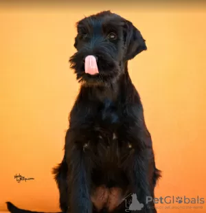 Photo №1. schnauzer géant - à vendre en ville de Ниш | négocié | Annonce №122222