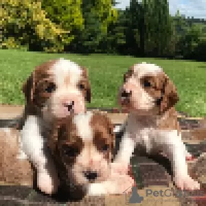 Photo №4. Je vais vendre cavalier king charles spaniel en ville de Berlin.  - prix - Gratuit