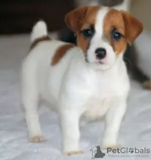 Photo №1. jack russell terrier - à vendre en ville de Tel Aviv | 946€ | Annonce №50407