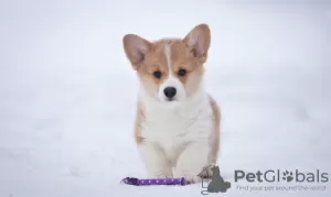 Photo №1. welsh corgi - à vendre en ville de Москва | 123€ | Annonce №83467