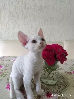 Photos supplémentaires: Devon Rex