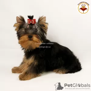 Photo №4. Je vais vendre yorkshire terrier en ville de Kiev. annonce privée, de la fourrière, éleveur - prix - 2000€