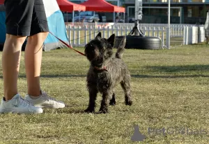 Photos supplémentaires: Chiots cairn terrier disponibles