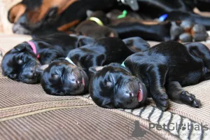 Photos supplémentaires: Chiots Dobermann - Dan Smile Helgi et Adal Eskae Vangard, nés le 25.08.2020.