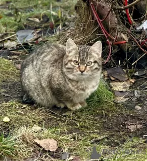 Photo №2 de l'annonce № 130450 de la vente  - acheter à Fédération de Russie 