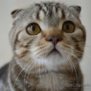 Photo №1. scottish fold - à vendre en ville de Москва | 365€ | Annonce № 24364